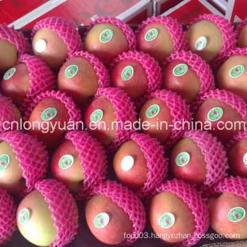 Red Star Apple with Size 138/150/163/175/198